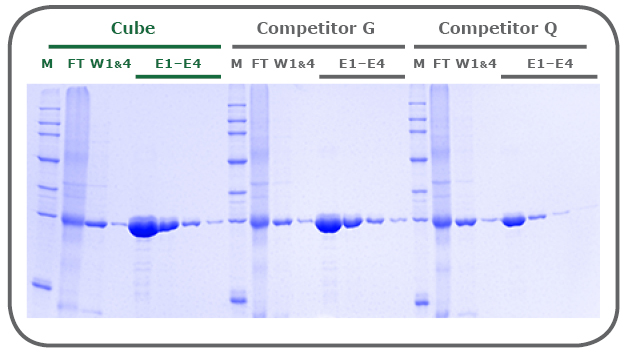 図2 大腸菌発現GFPをPureCube Ni-NTA 磁気ビーズおよび市場で広く仕様されている競合2製品で精製した結果のSDS-PAGE