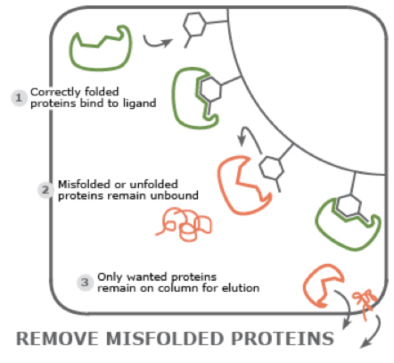 図1 天然構造/活性なタンパク質の選択的精製
