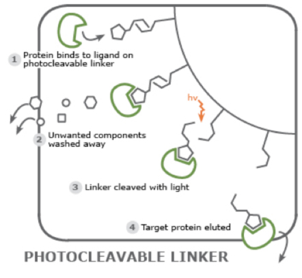 図4 非最適な溶離条件に起因するタンパク質の変性の防止