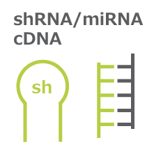 shRNA/miRNAデザインとcDNA作製