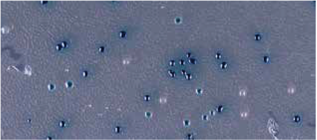 図2. 細胞の染色