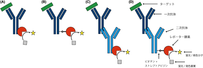 図3. 抗体による免疫染色