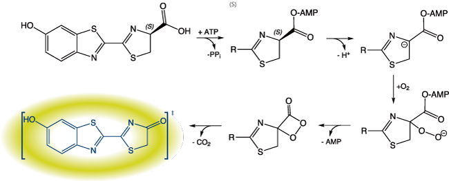 ルシフェラーゼの生物発光