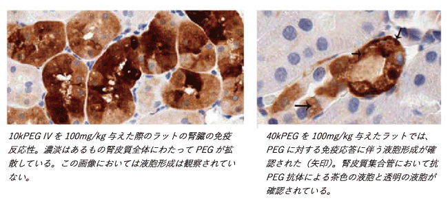 PEGが代謝されないことによる悪影響の例