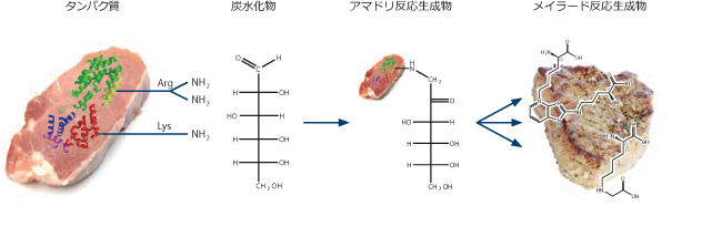 メイラード反応化合物の生成過程