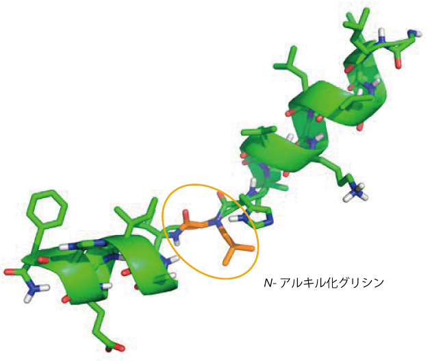 抗菌活性を有するペプトイド - ペプチドハイブリッド化合物のNMR構造(オレンジ色:N -アルキル化グリシン)
