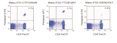 図2. SIVmac251感染Mamu-A 01+/Mamu-A 02+アカゲザル全血におけるSIVGag181-189(CTPYDINQM)由来ペプチドと結合するMamu-A 01拘束性Pro5®ペンタマーとSIV Nef 159-167（YTSGPGIRY）およびSIV Gag 71-79（GSENLKSLY）由来ペプチドを結合するMamu-A 02拘束性Pro5® ペンタマーによる試験結果